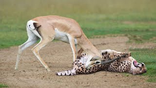 WORLD’S FASTEST ANIMALS FAIL! Grant’s Gazzele Take Down Cheetah With Horns, Lion Hunt Imapala Fail screenshot 3
