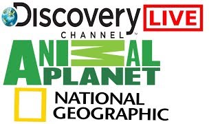 Watch National Geographic Channel • Animal Planet • discovery Live screenshot 1