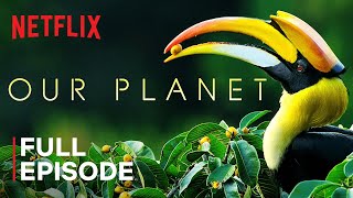 Our Planet | Forests | FULL EPISODE | Netflix screenshot 2