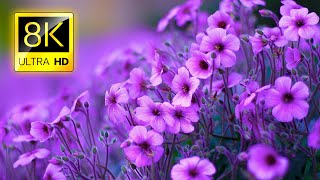 The Most Beautiful Flowers Collection 8K ULTRA HD / 8K TV screenshot 2