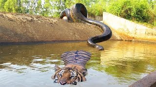 Big Cat Powerful Become Prey Of The Giant Anaconda - Wild Animal Attacks screenshot 2