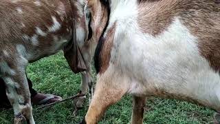 Goat mating Female Goat screenshot 3